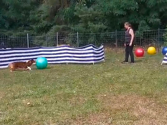 Hundesport - Treibball