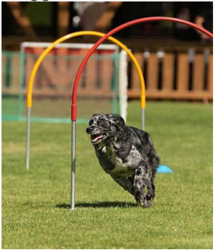 Hoopers-Hundesport